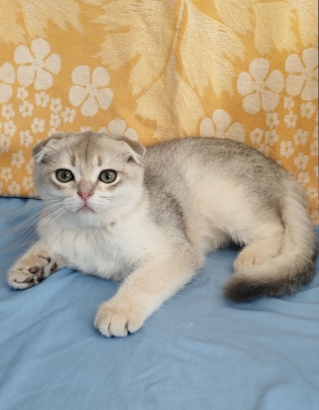 Шотландский котик золотая шиншилла ау11