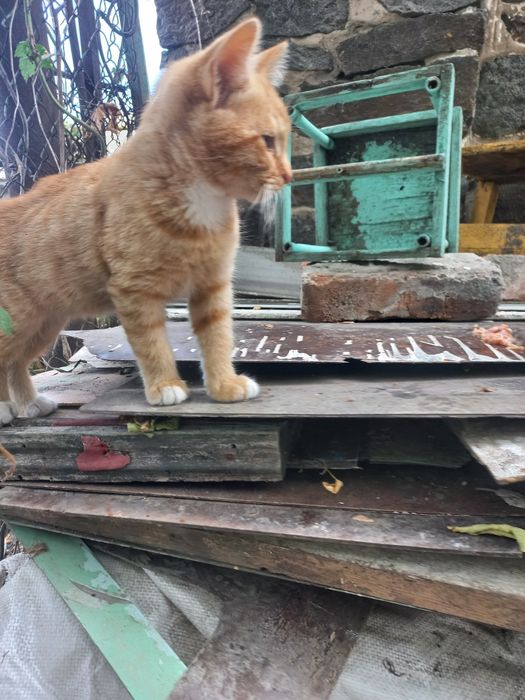 Рижулька  в найкращу сім'ю