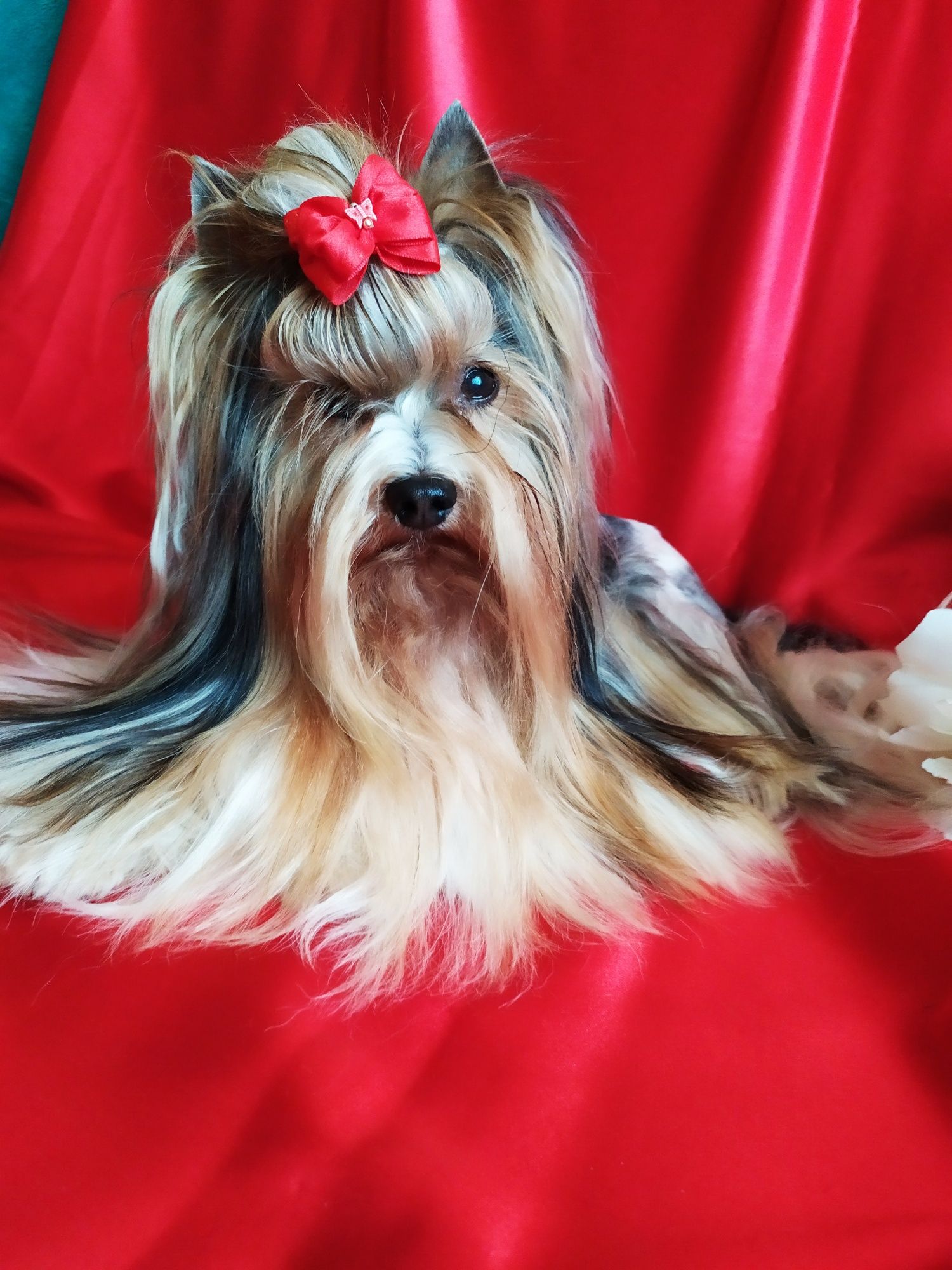 ZKwP/FCI ,suczka z metryką Biewer Yorkshire terrier