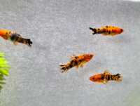 Mieczyki Tricolor, Rybki akwariowe, Mieczyk