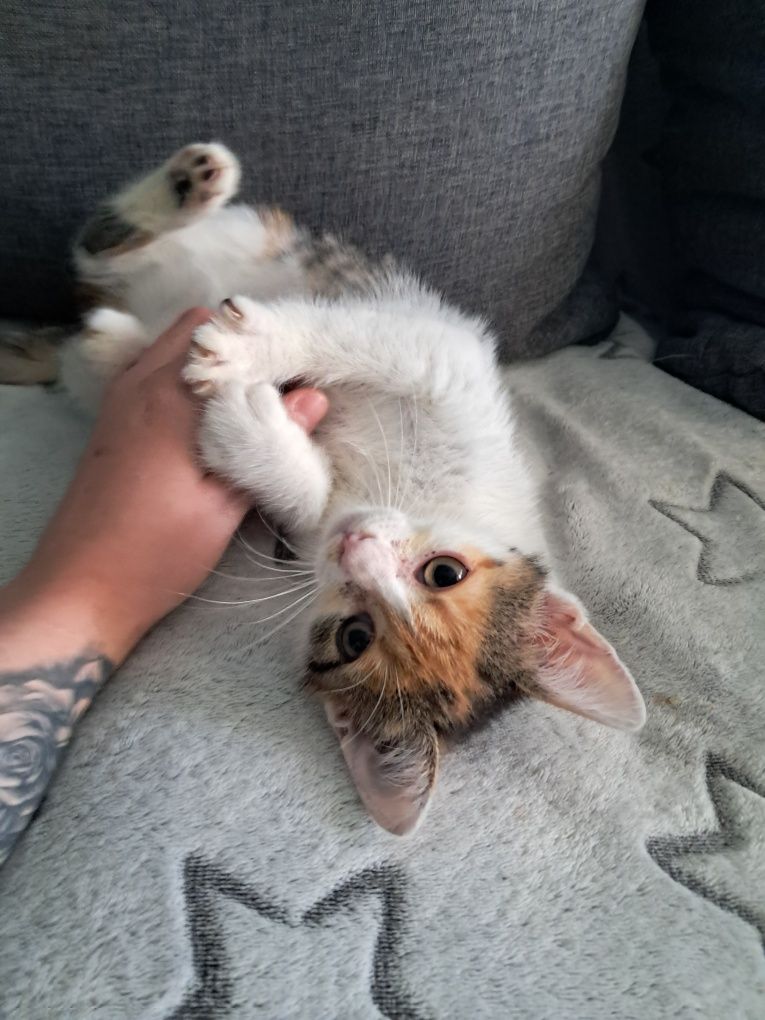 Kotka do adopcji