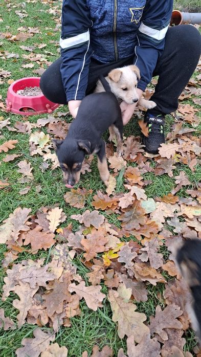 Oddam pieski w dobre ręce