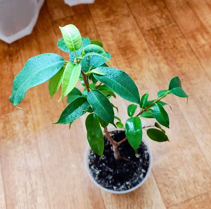 Домашній фікус бонсай наташа дерево мірт мініатюрне