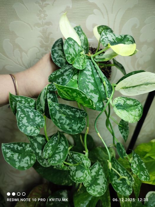 Scindapsus сциндапсус