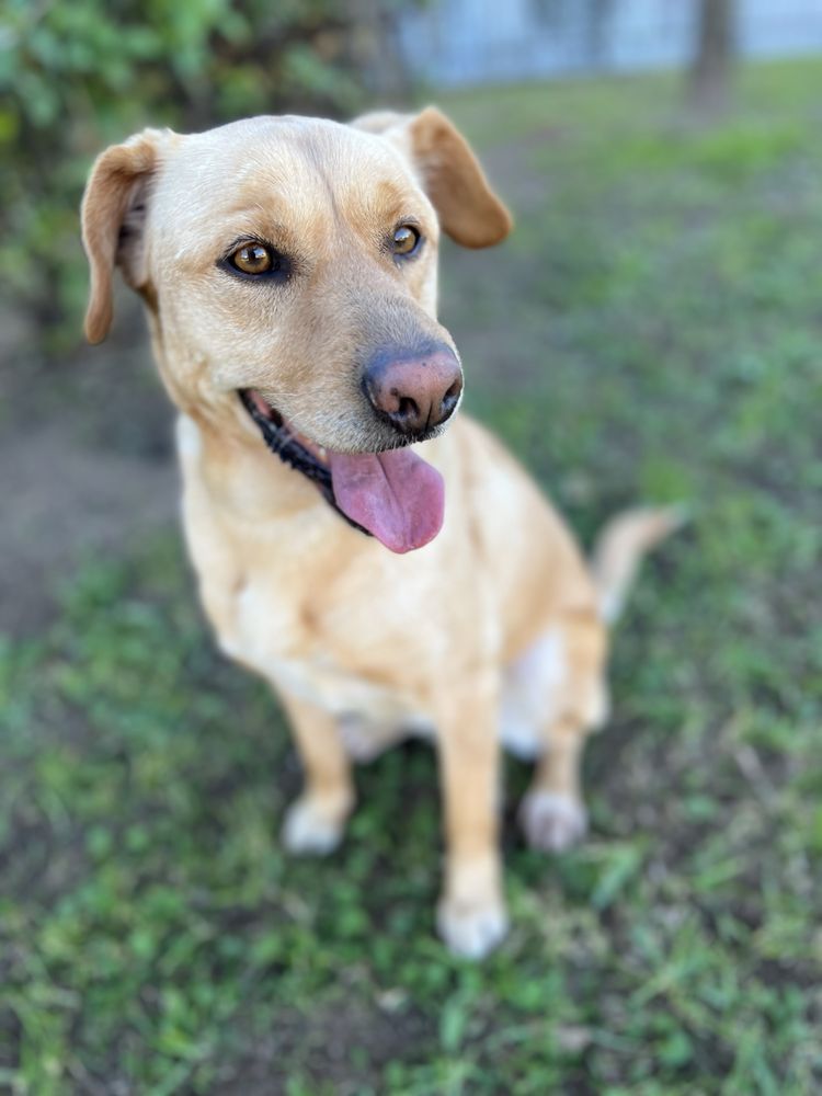 Adopcao responsável 1 cao e 1 cadela