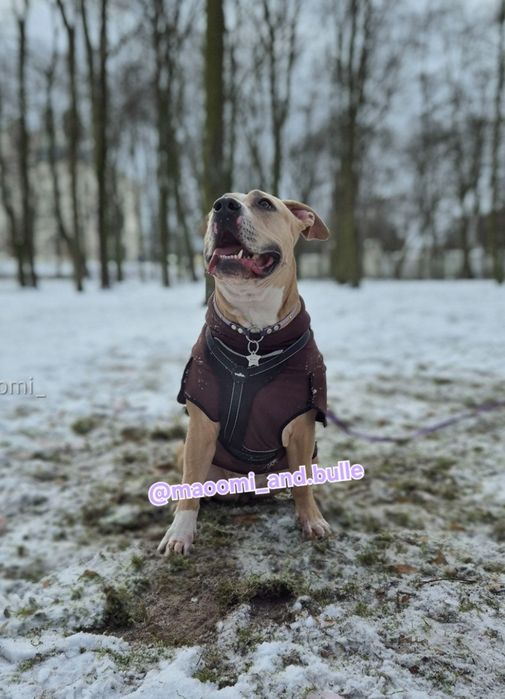 Szelki bezuciskowe Alius Walkies z psim dowodem