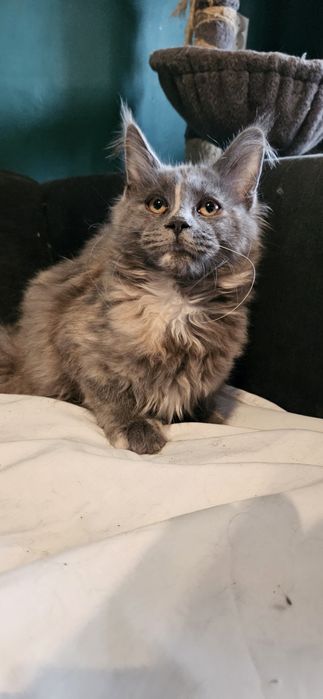 Maine coon kotka BELLA kocica niebieski szylkret