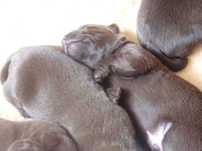 labrador retriever czekoladowy