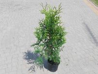 Tuja Brabant! Thuja! 70, 80, 100, 120 cm! Dowozimy! Sadzimy tuje!
