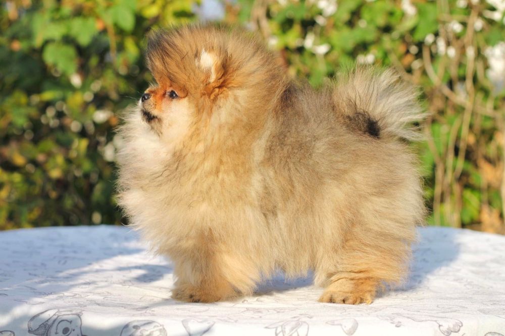 Cudo piesek . Pomeranian