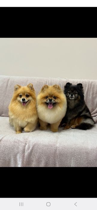 Професійний грумінг. Майстер з досвідом.