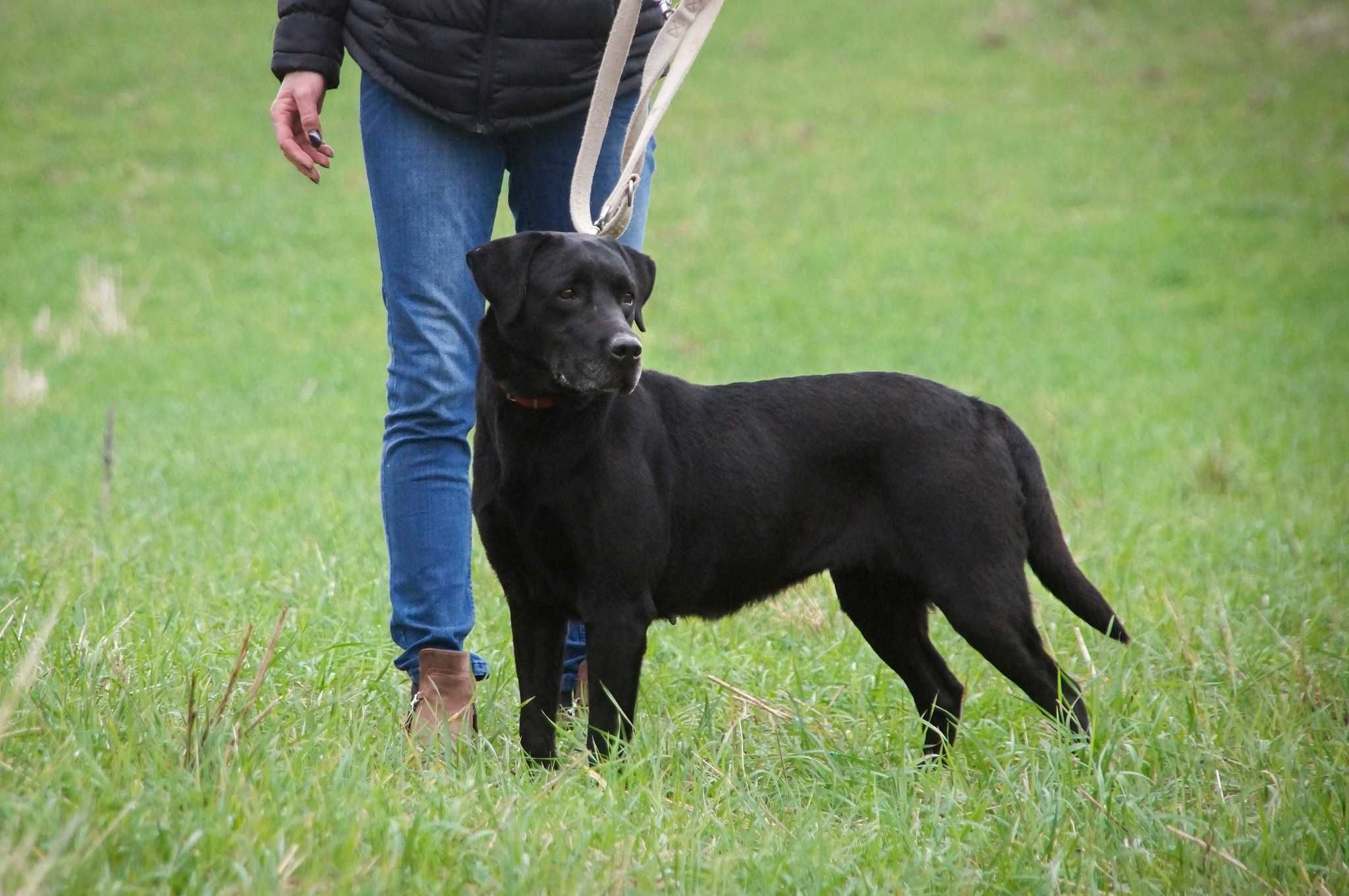 Piękna suczka Labrador czarna młoda