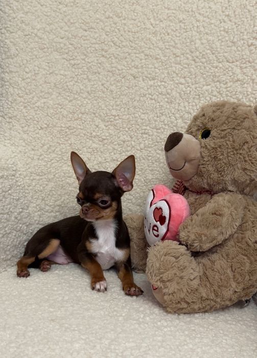 Міні хлопчик чихуахуа