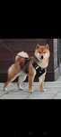 Шиба Ину,Сіба Іну(Shiba·inu) 21месяц