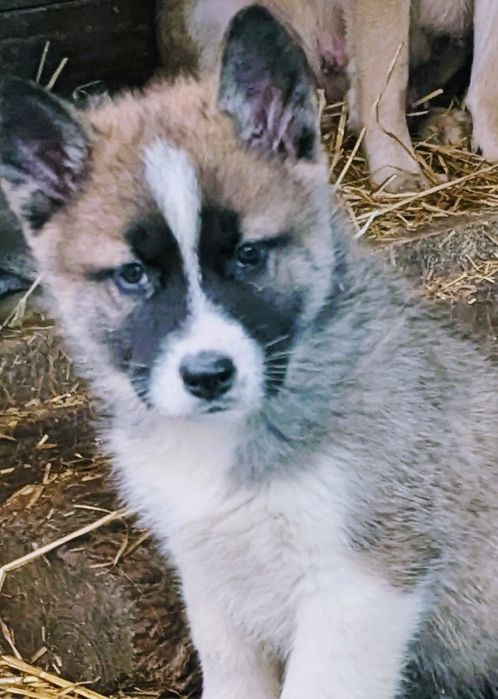 Акітятка! Продам!  Обираємо