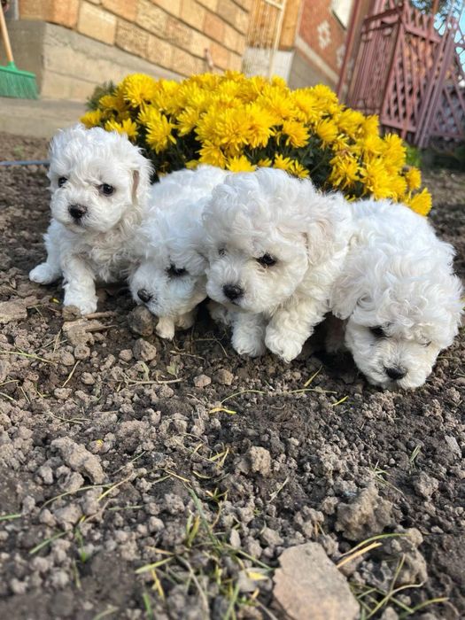 Цуценята бішон фрізе