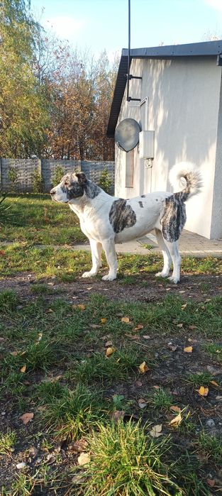 Owczarek srodkowoazjatycki