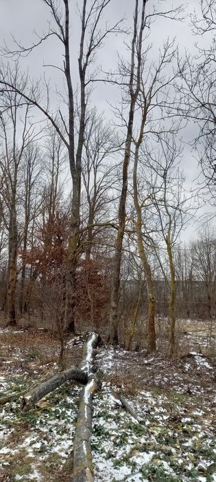 Продам дерево з власного подвіря приблизно 4 м.ясень.