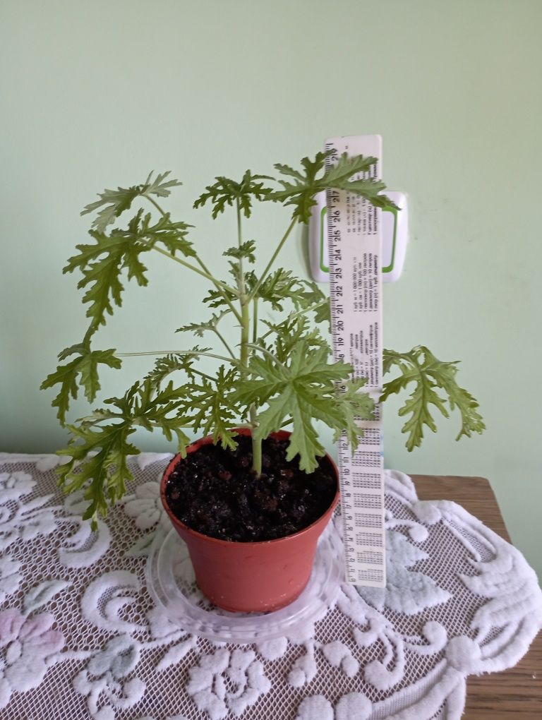 Вазони, лимонна герань