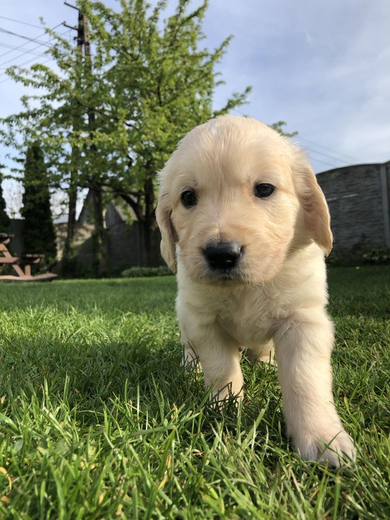 Golden Retriever odbiór połowa MAJA Piesek Rakoniewice