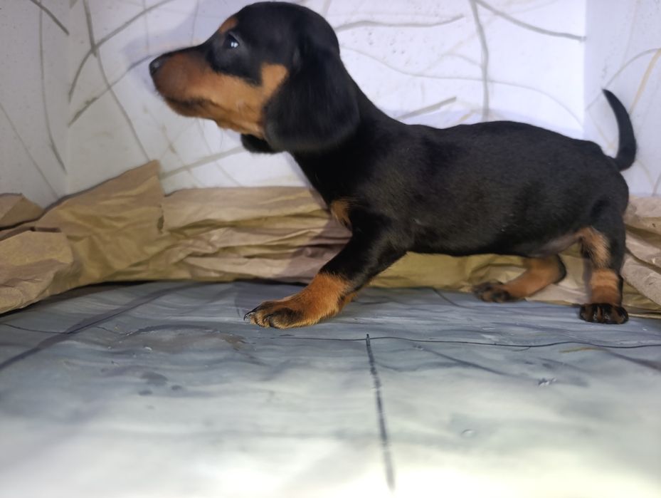 Такси чистопородні