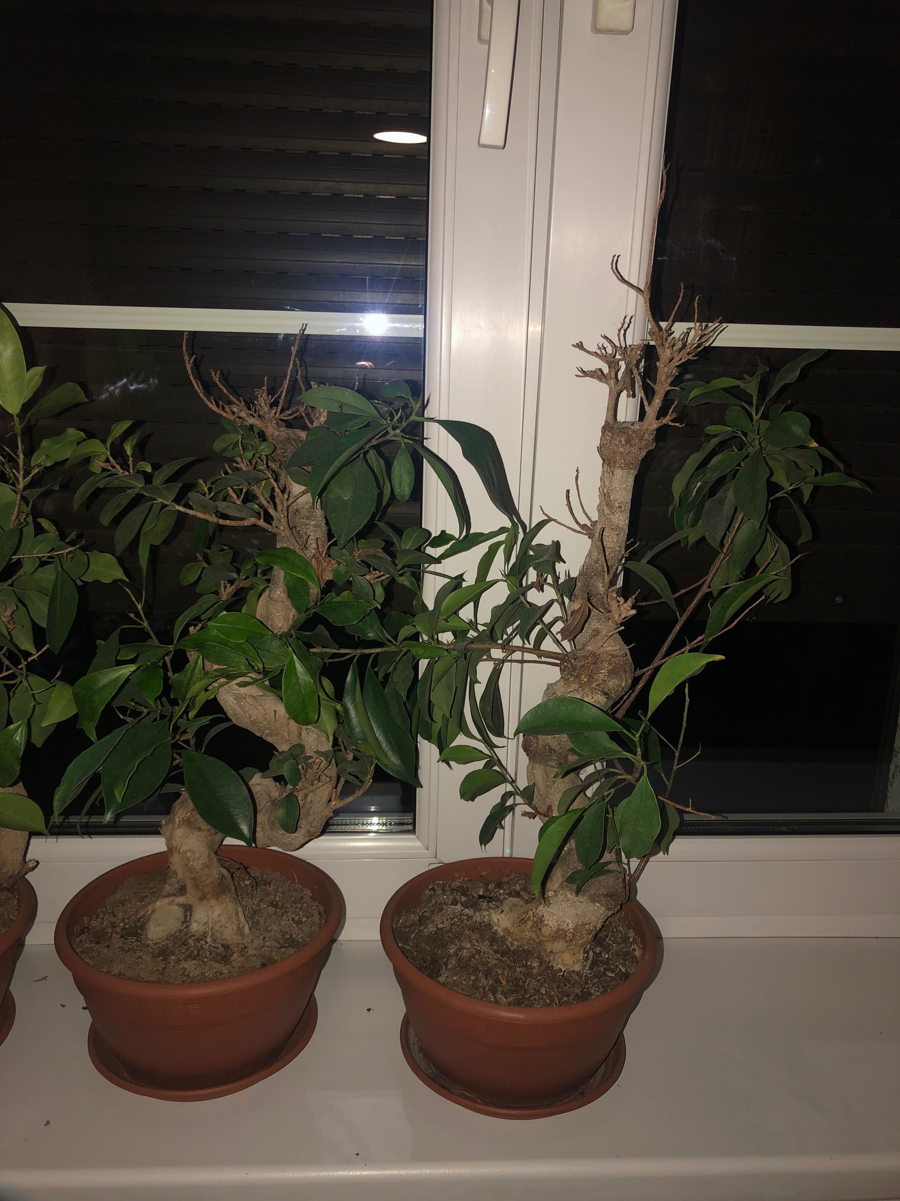 Kwiat drzewko bonsai zywe duze