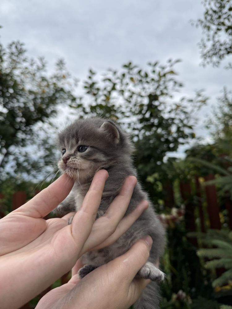 Віддам котиків в добрі руки