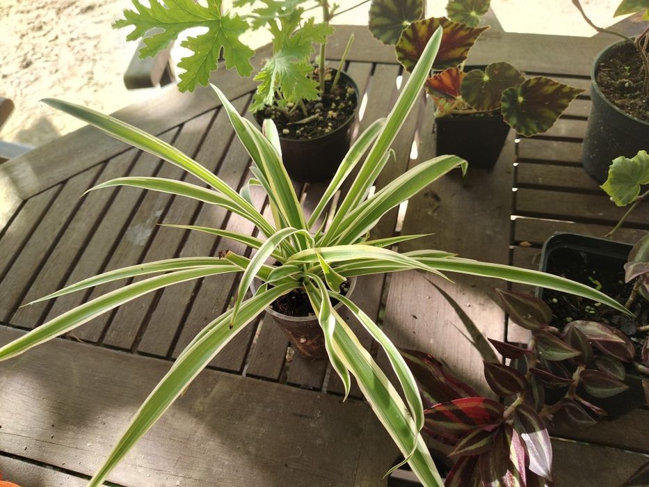 Rośliny doniczkowe różne hoja trzykrotka syngonium