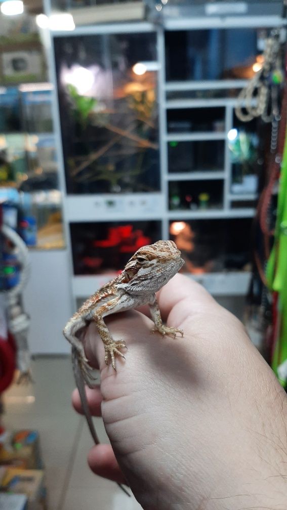 Agama brodata MINIATURKA w pawik.pl sklep zoologiczny