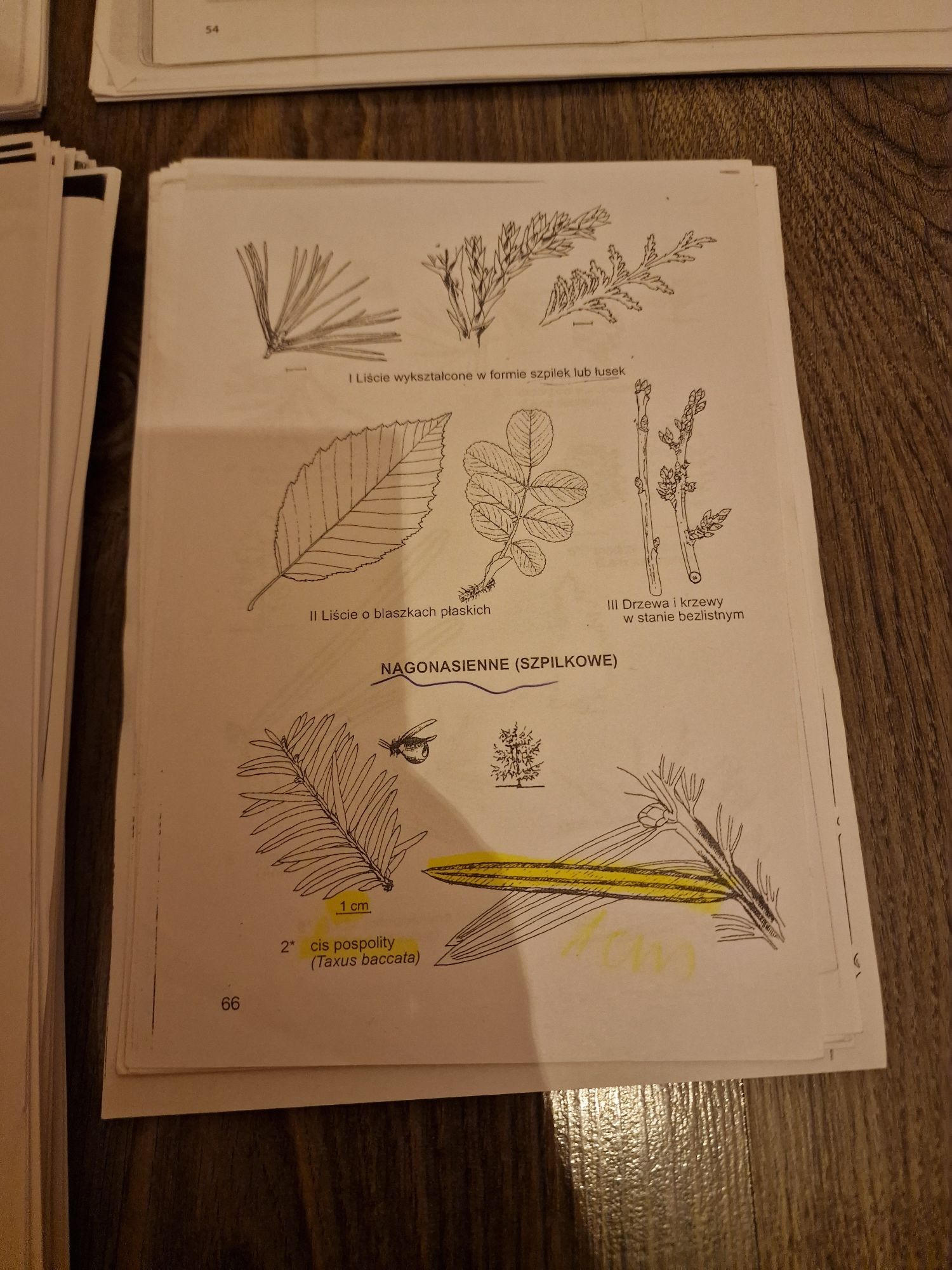 Matura biologia notatki rośliny komórka