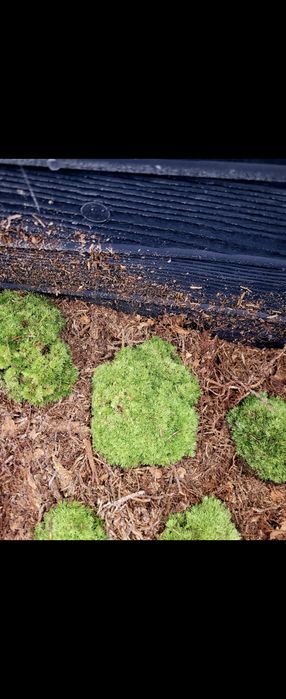 Mech hodowlany nie stabilizowany 3kg