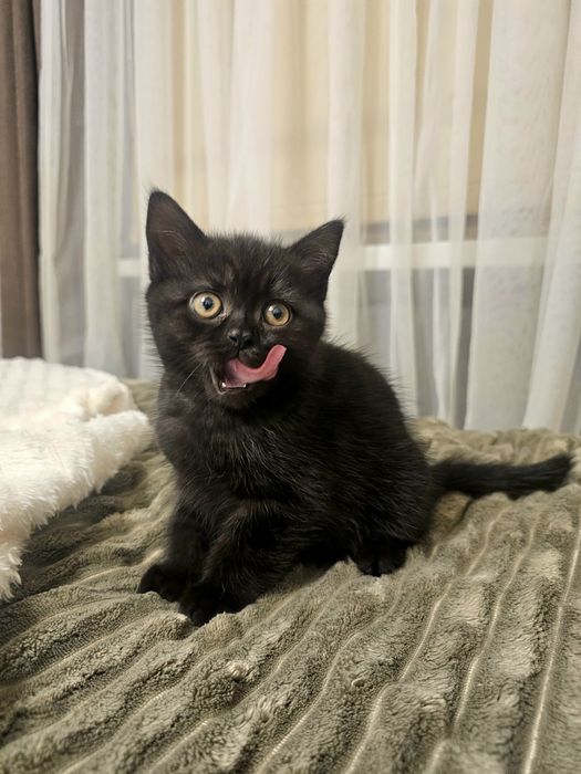 Скотіш страйт кошеня, чорний з шоколадом