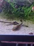 (Novidades)Ancistrus SP// Kribensis // Valisneria