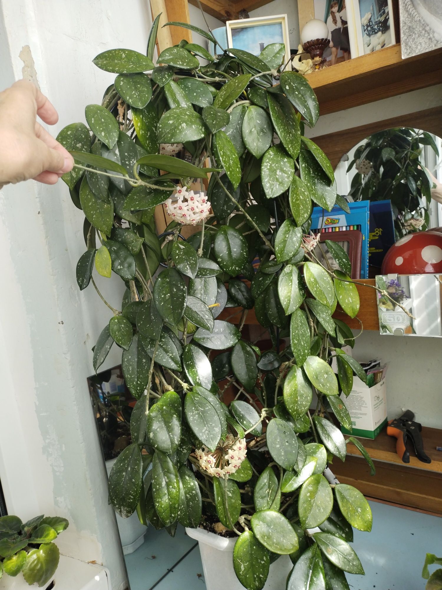 Комнатные цветы разные