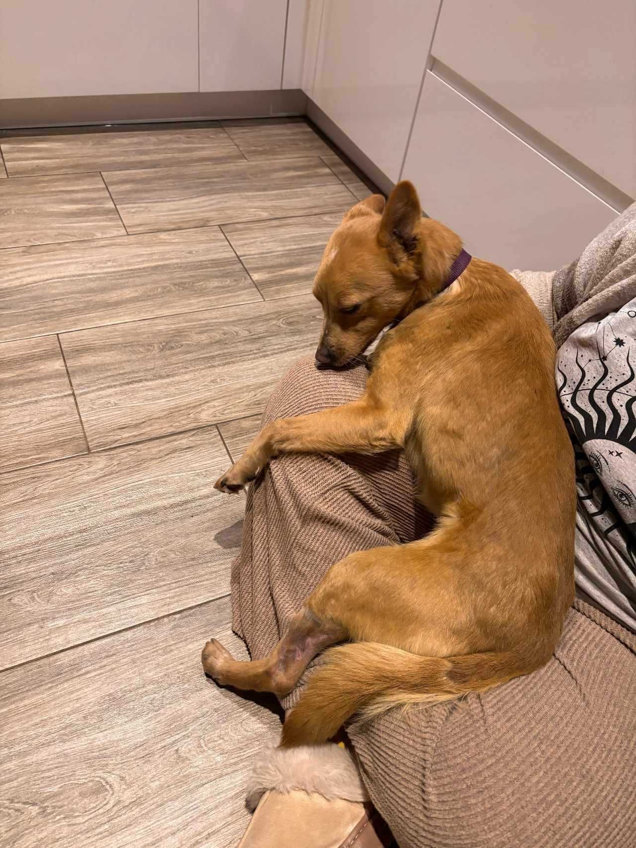 TOTTI - pozytywny młody pies do adopcji, kocha inne psy i człowieka