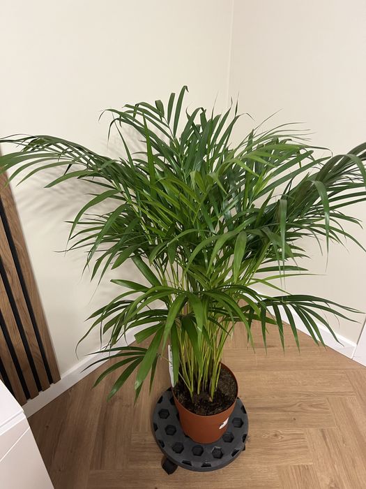 Пальма Дипсис Арека 120 см