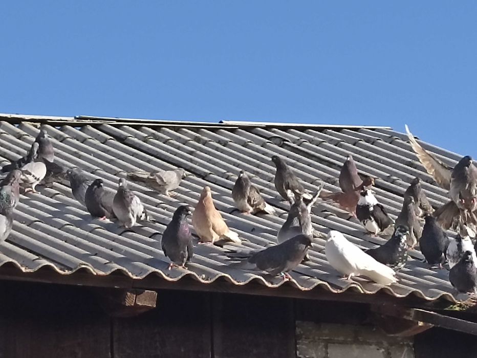 Gołębie nikołajewskie i orliki