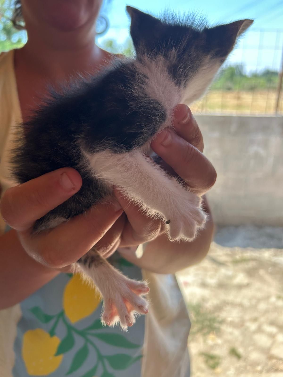 Gatinhos para adopção
