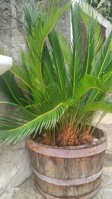 Planta Fiteiro e planta Sika