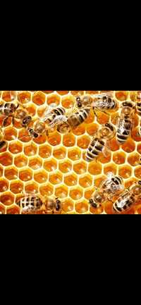Пчелы Карника пчелопакет