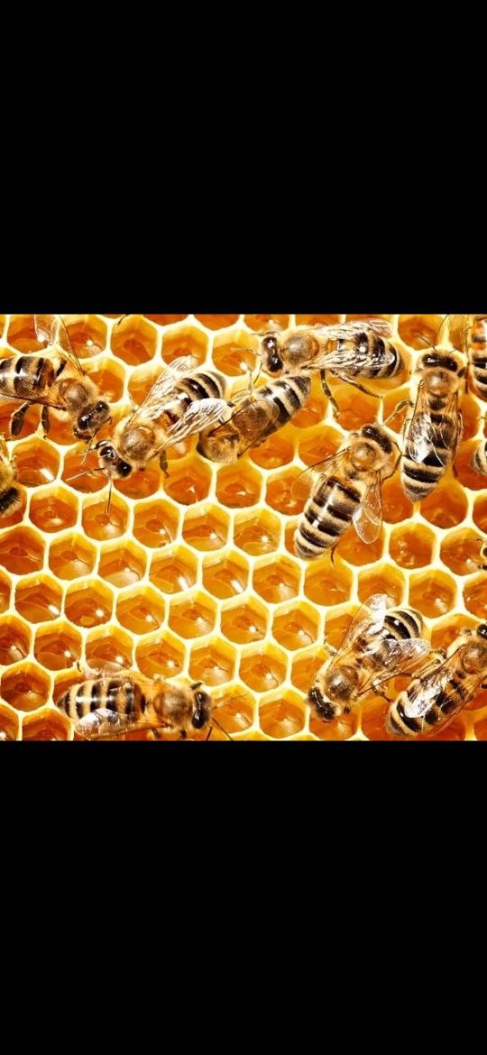 Пчелы Карника пчелопакет