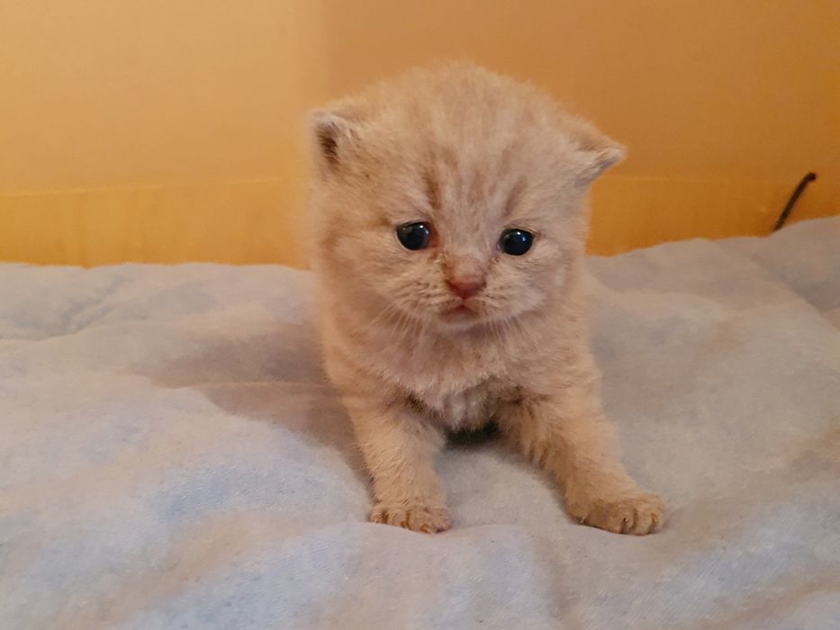 Liliowy kocurek brytyjski