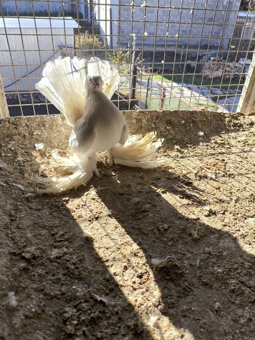 Sprzedam samice omską