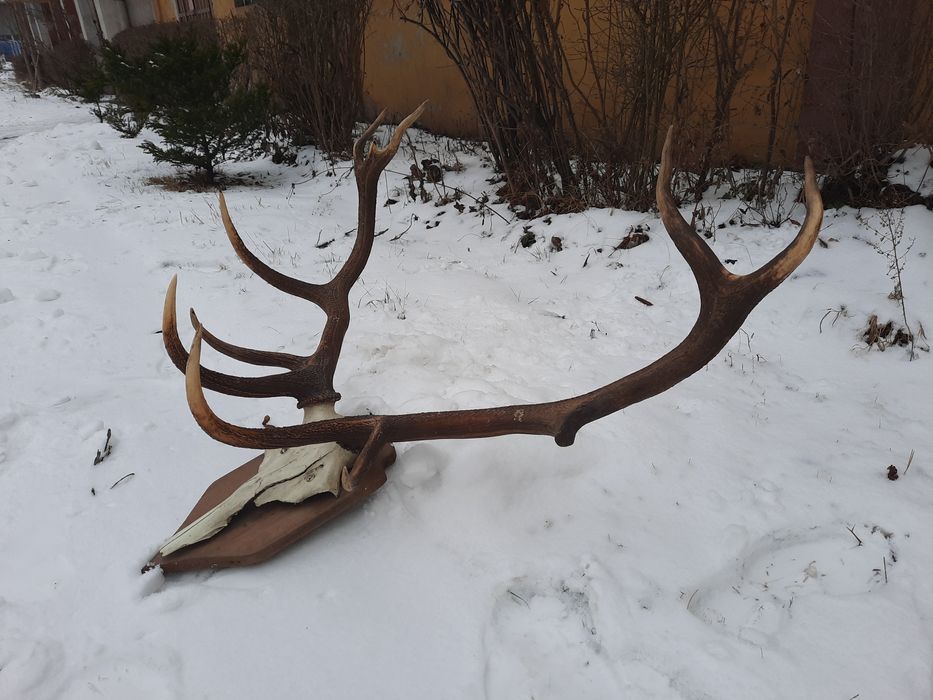 Polecam świetne Poroża jelenia