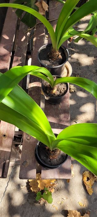 Гіппеаструм (молоді клубні)