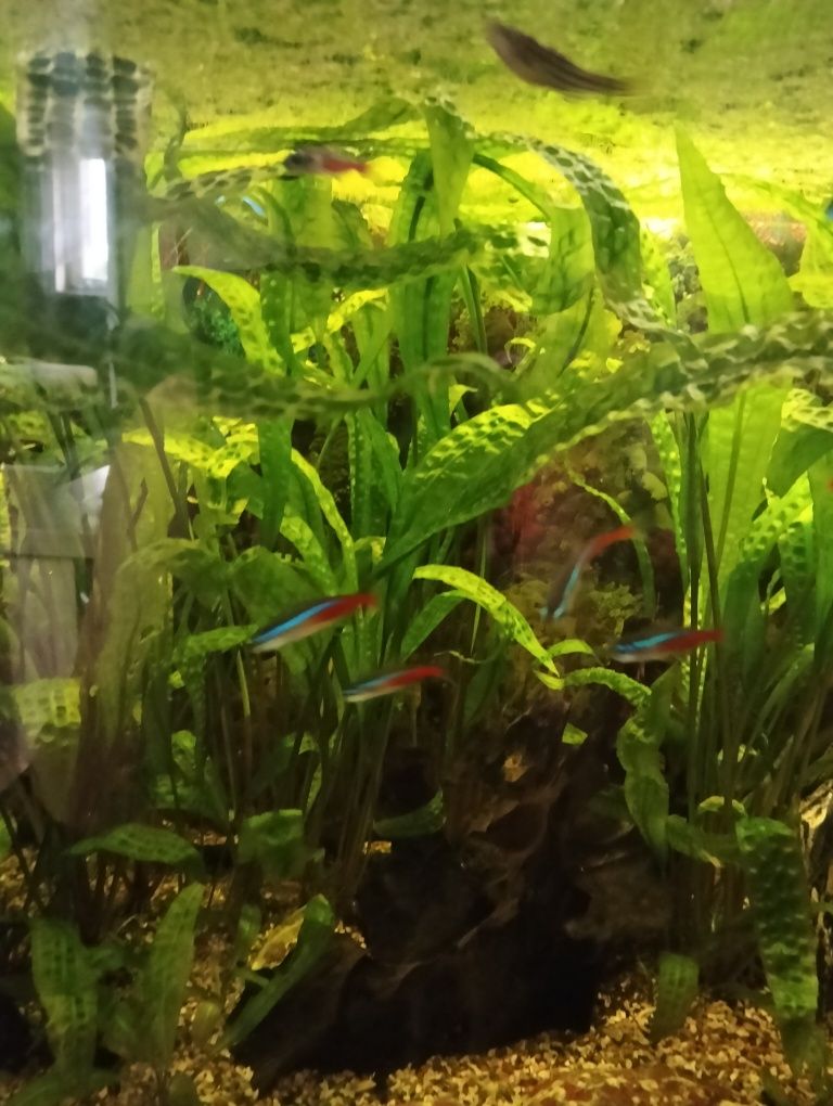 Sprzedam akwarium 200l