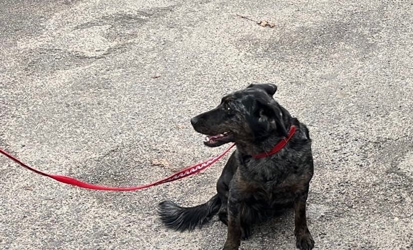 3letnia czarno-srebrna Zola do adopcji