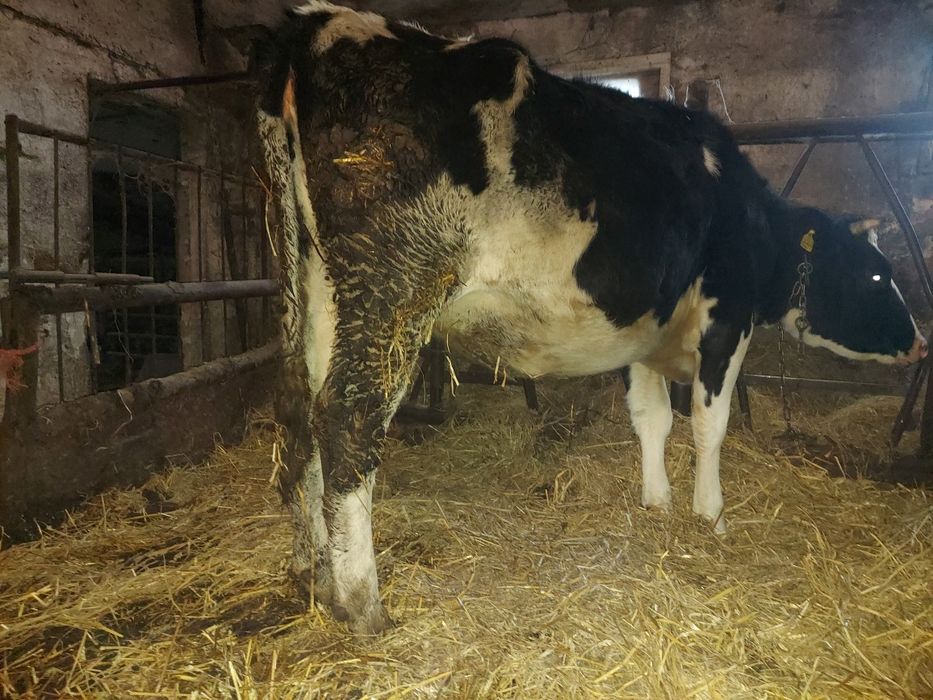 Sprzedam jałówki wysokocielne