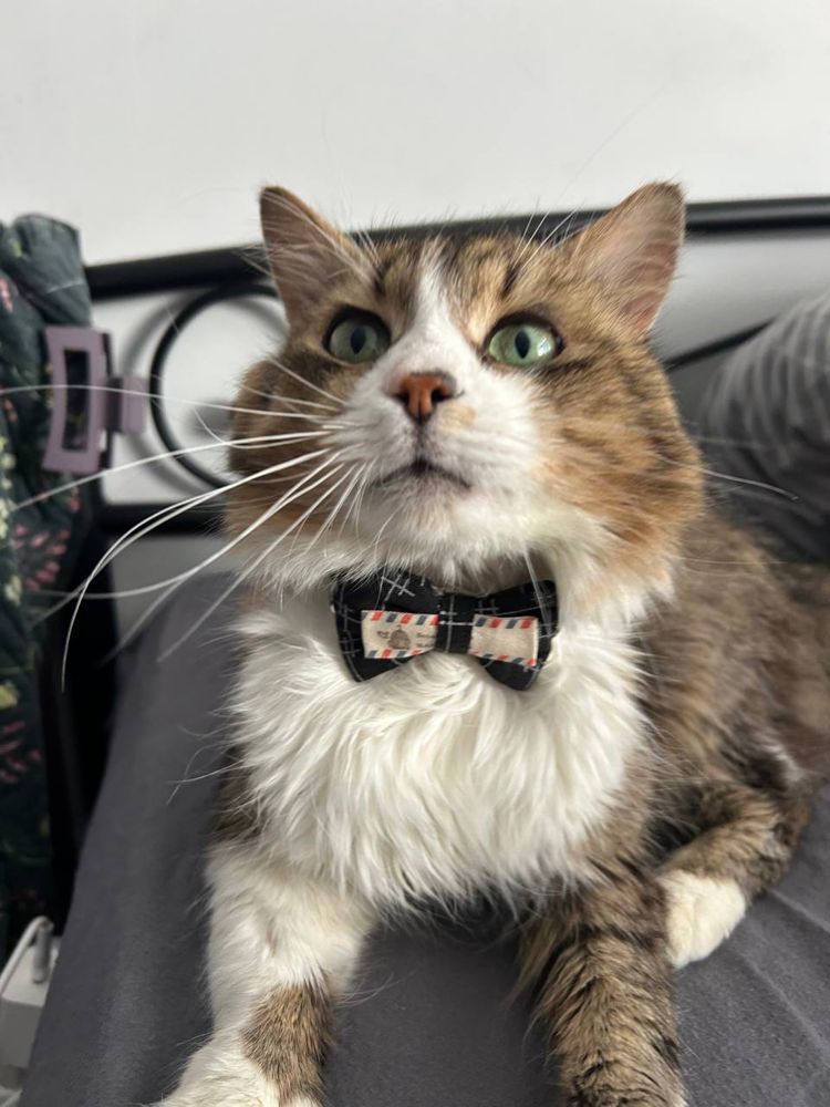 Котик Сирник дуже гарний хлопчик
