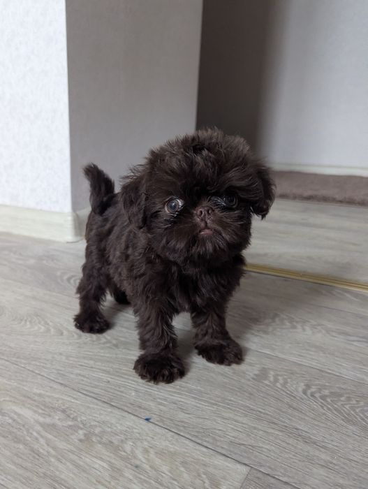 Мальчик Брюссельский гриффон шоколадный